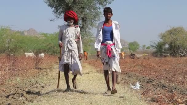 Two local Indian cattle keepers walking — Stock Video