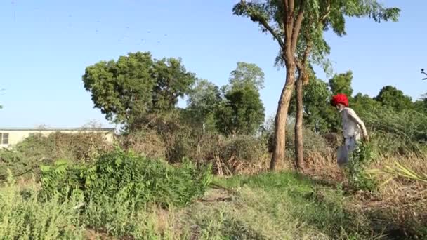 Man collecting cut tree branches — Stock Video