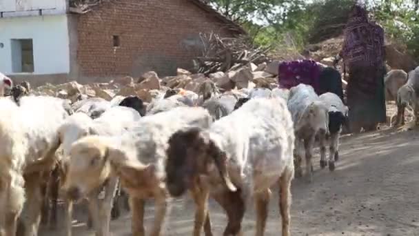 Manada de ovelhas caminhando pela estrada — Vídeo de Stock