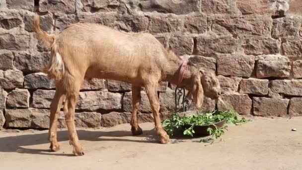 Caprino que mastiga grama — Vídeo de Stock