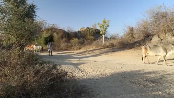 Hombre cargando ramas y vacas — Vídeos de Stock