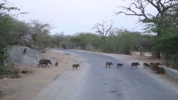 Свині перетинають сільську дорогу — стокове відео