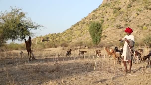 Indisk boskapsskötare på fältet med boskap betesgång undan. — Stockvideo