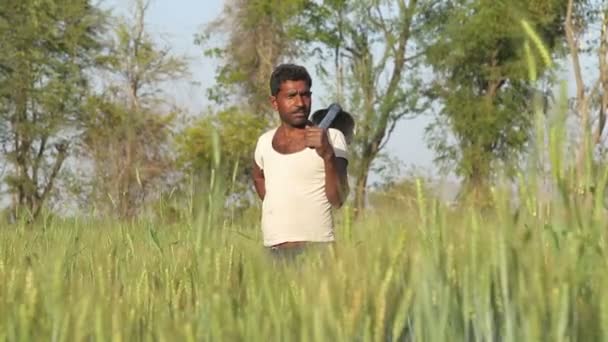Místní muž, který stojí na poli pšenice — Stock video