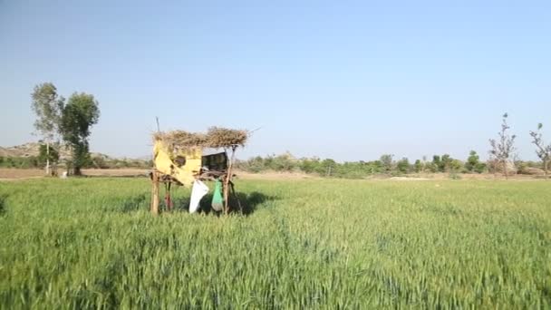 Campo de trigo em Jodhpur — Vídeo de Stock