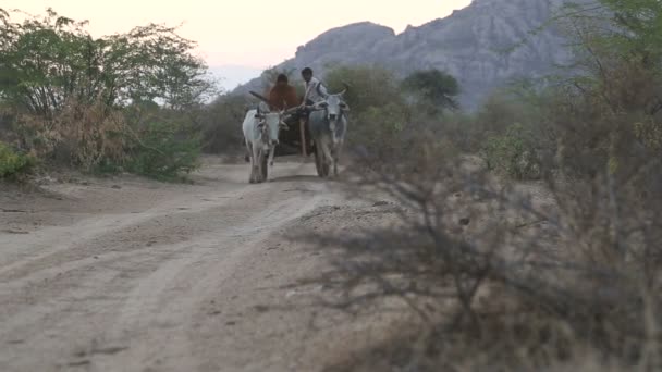 Transporte de ganado vacuno — Vídeos de Stock