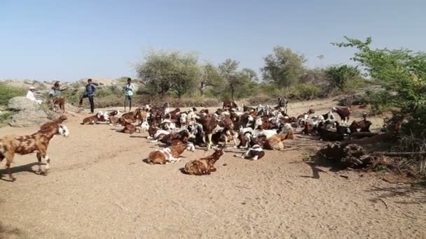 Cattle lying and walking around — Stock Video