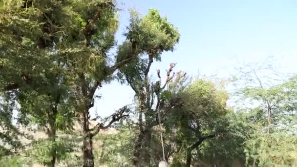 Hombre cortando ramas de árboles — Vídeos de Stock