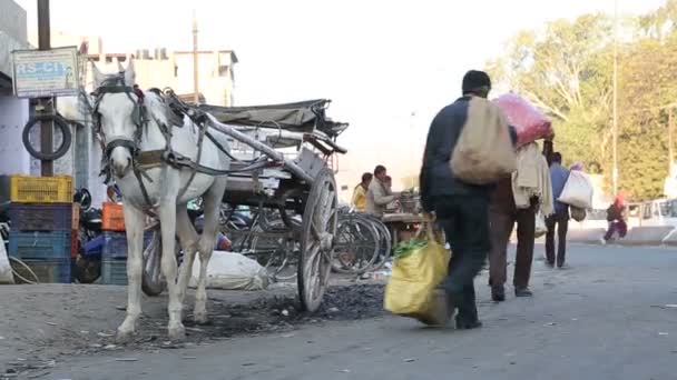 Horse and carriage standing on  street — Stock Video