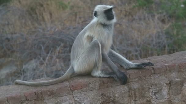 Ape sitting and scratching his body — Stock Video