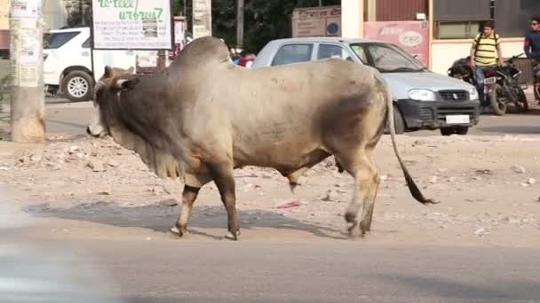 Bull walking on the road — Stock Video