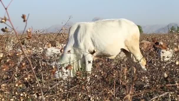 Pastoreo de vacas entre ramas secas — Vídeos de Stock