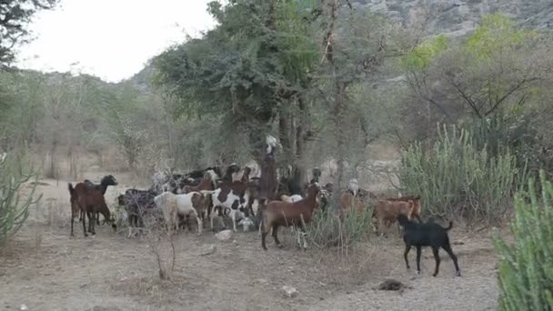 Pâturage bovin parmi les arbres — Video