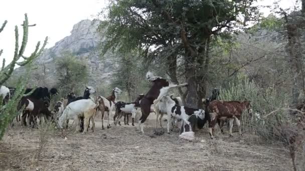 Cattle trying to eat from a tree — Stock Video