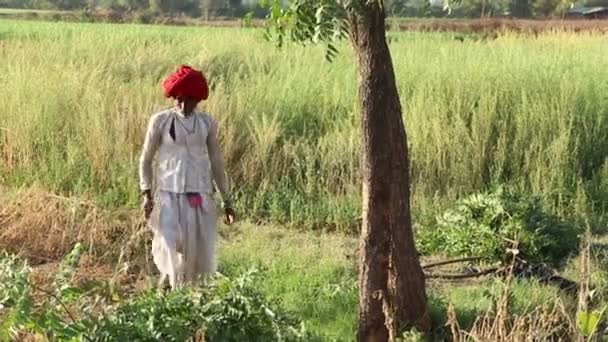 Un homme local ramasse des branches — Video