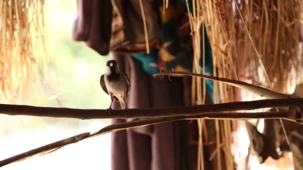 Μικρό πουλί στέκεται στο υποκατάστημα — Αρχείο Βίντεο
