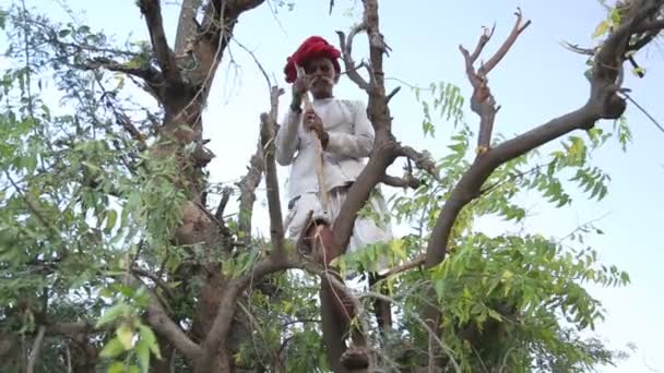 Homem de pé entre ramos de árvores — Vídeo de Stock