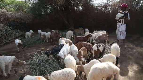 Man watching over a herd — Stock Video