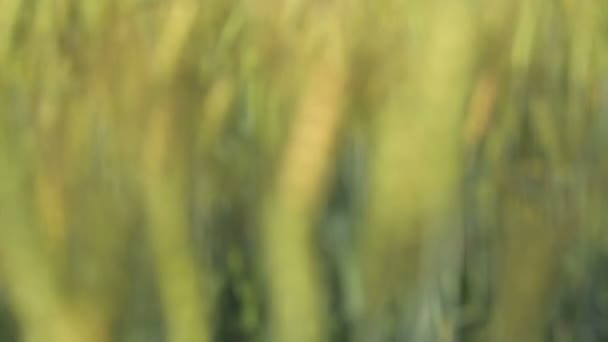 Man passing through wheat field — Stock Video