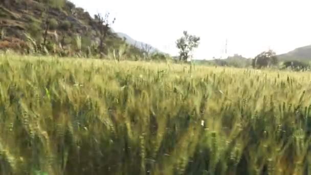 Пшеница растет на солнечном поле — стоковое видео