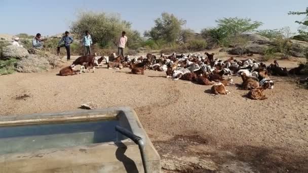 Chovatelé dobytka, stojící — Stock video