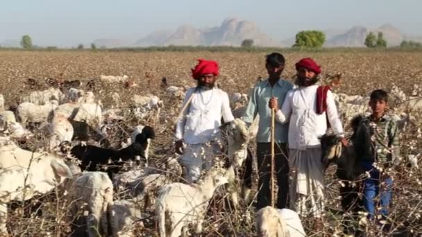 Allevatori di bovini sul campo — Video Stock