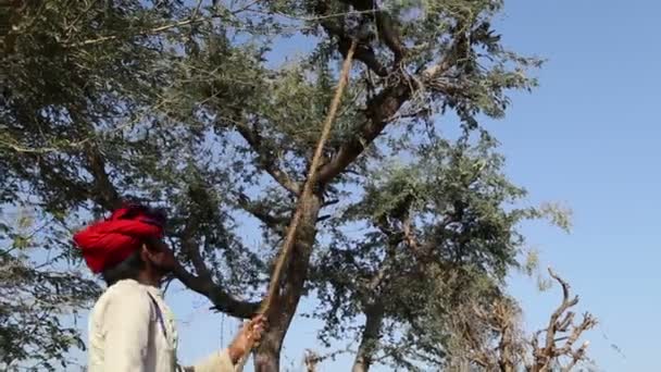 Hombre cortando ramas de árboles — Vídeos de Stock