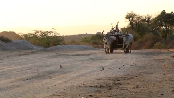 Transporte de ganado vacuno — Vídeos de Stock