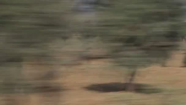 Landschaft in Jodhpur aus einem fahrenden Zug. — Stockvideo
