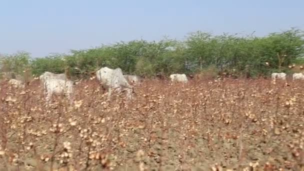 Indian man standing in  field — Stock Video