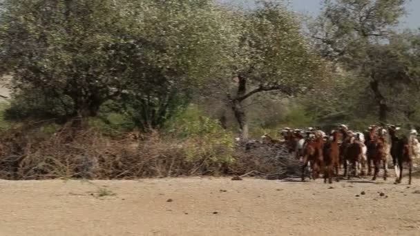 Allevatori di bovini che guidano il bestiame — Video Stock