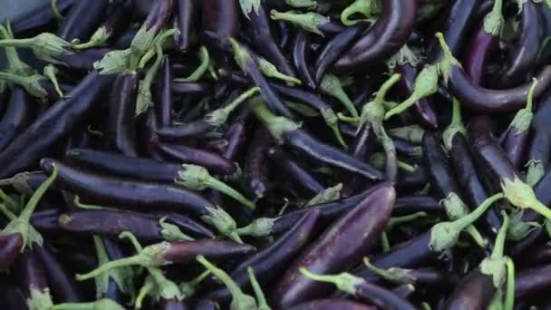 Person picking purple vegetables — Stock Video