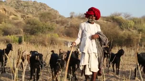 Ganadero en el campo — Vídeo de stock