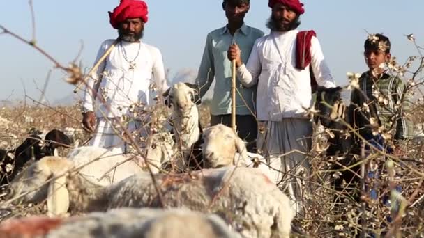 Cattle keepers on field — Stock Video