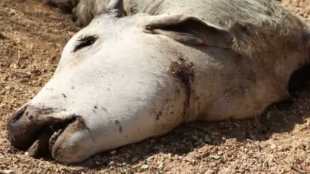 Мертва корова лежить на землі — стокове відео