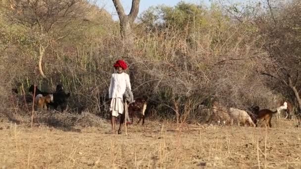 Ganadero en el campo — Vídeos de Stock