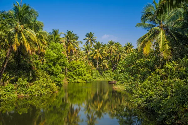 Vackra tropiska palm tree forest — Stockfoto