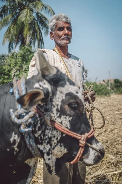 Indian farmer with ox — Stok fotoğraf