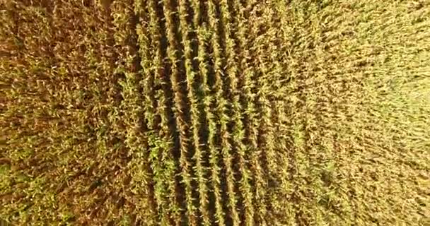 Линии кукурузного поля во Франции — стоковое видео