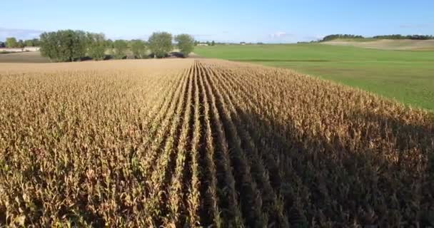 Řádky z kukuřičného pole ve Francii — Stock video