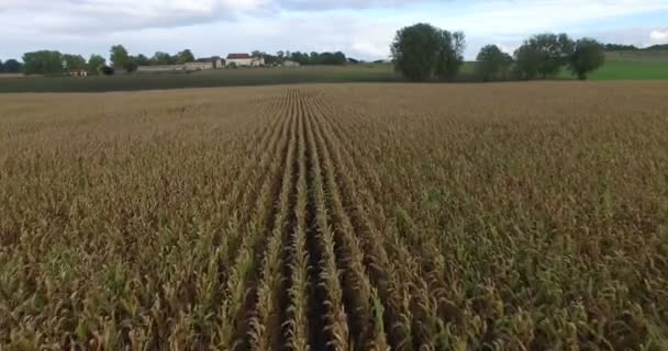 Beau champ de maïs en France — Video