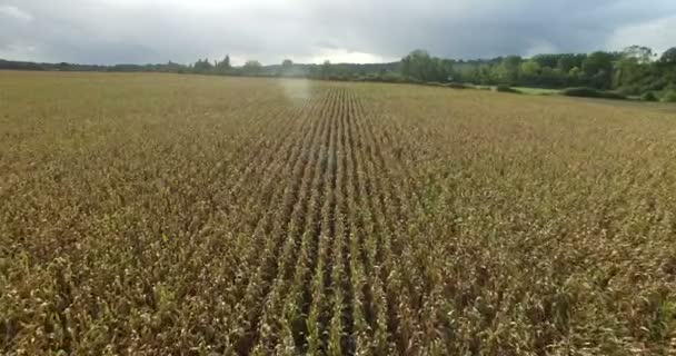 Mooie cornfield in Frankrijk — Stockvideo