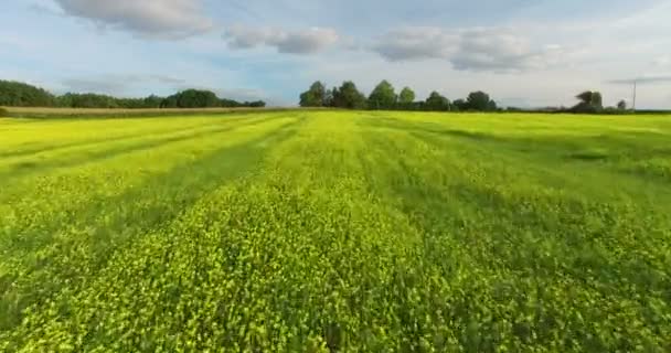 champ de colza en France 