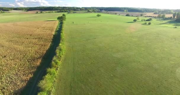Кукурузное поле и луг с коровами — стоковое видео