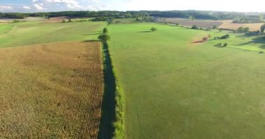 mısır tarlası ve inek ile çayır