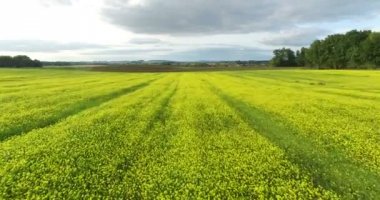 kolza tohumu kırpma alanı Fransa