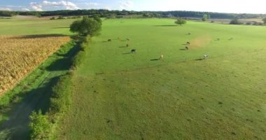 mısır tarlası ve inek ile çayır