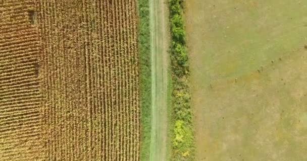 Lignes de champ de maïs en France — Video