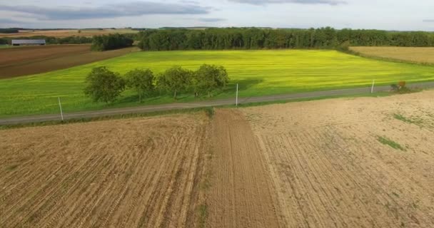 Campo de cultivo de colza en Francia — Vídeo de stock