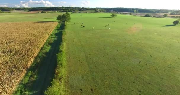 Maisfeld und Weide mit Kühen — Stockvideo